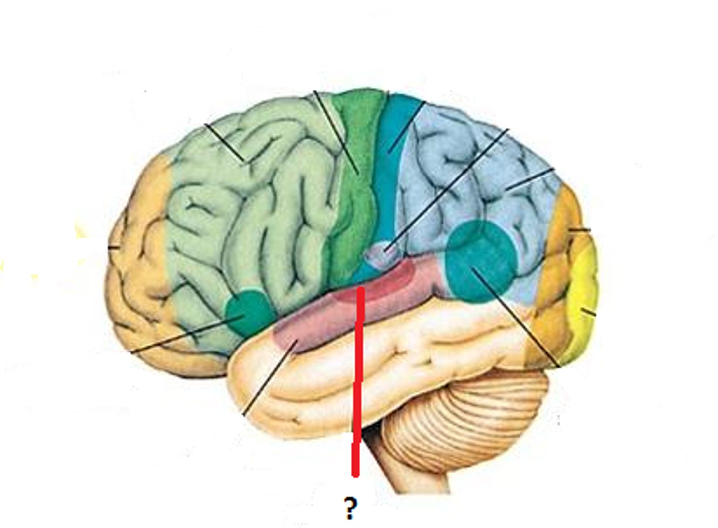 <p>interprets basics of sound such as pitch and volume</p>