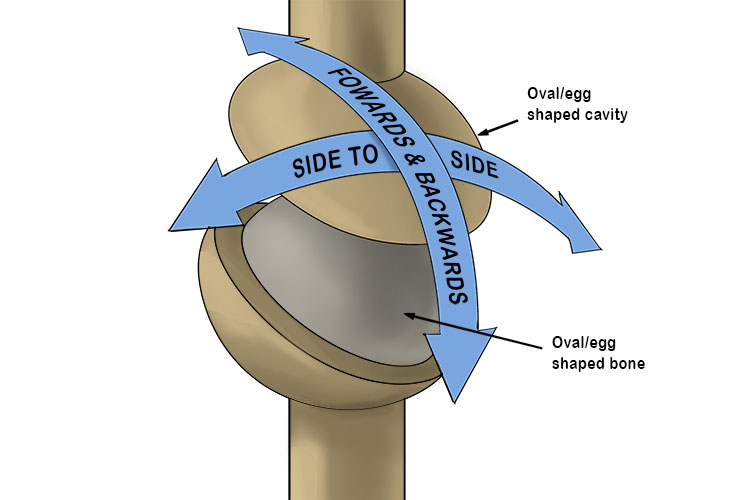 <p>joint with an egg shaped bone that fits into a similarly shaped cavity</p>