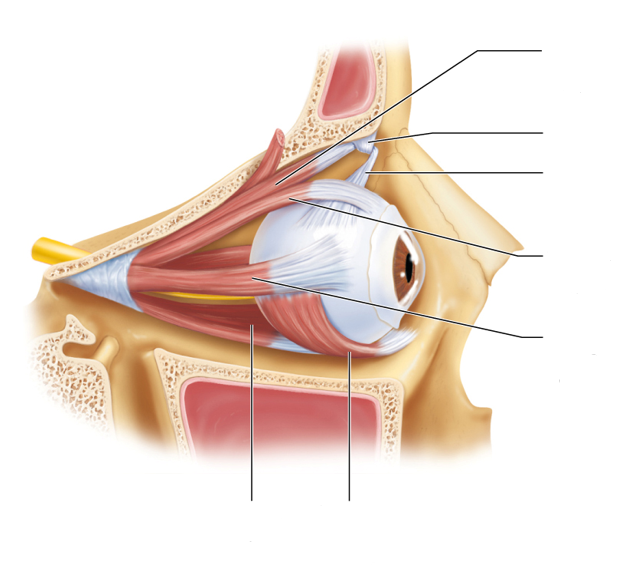 <p>Eye Muscles Diagram</p>