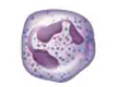 <p>what type of blood cell is this?</p>