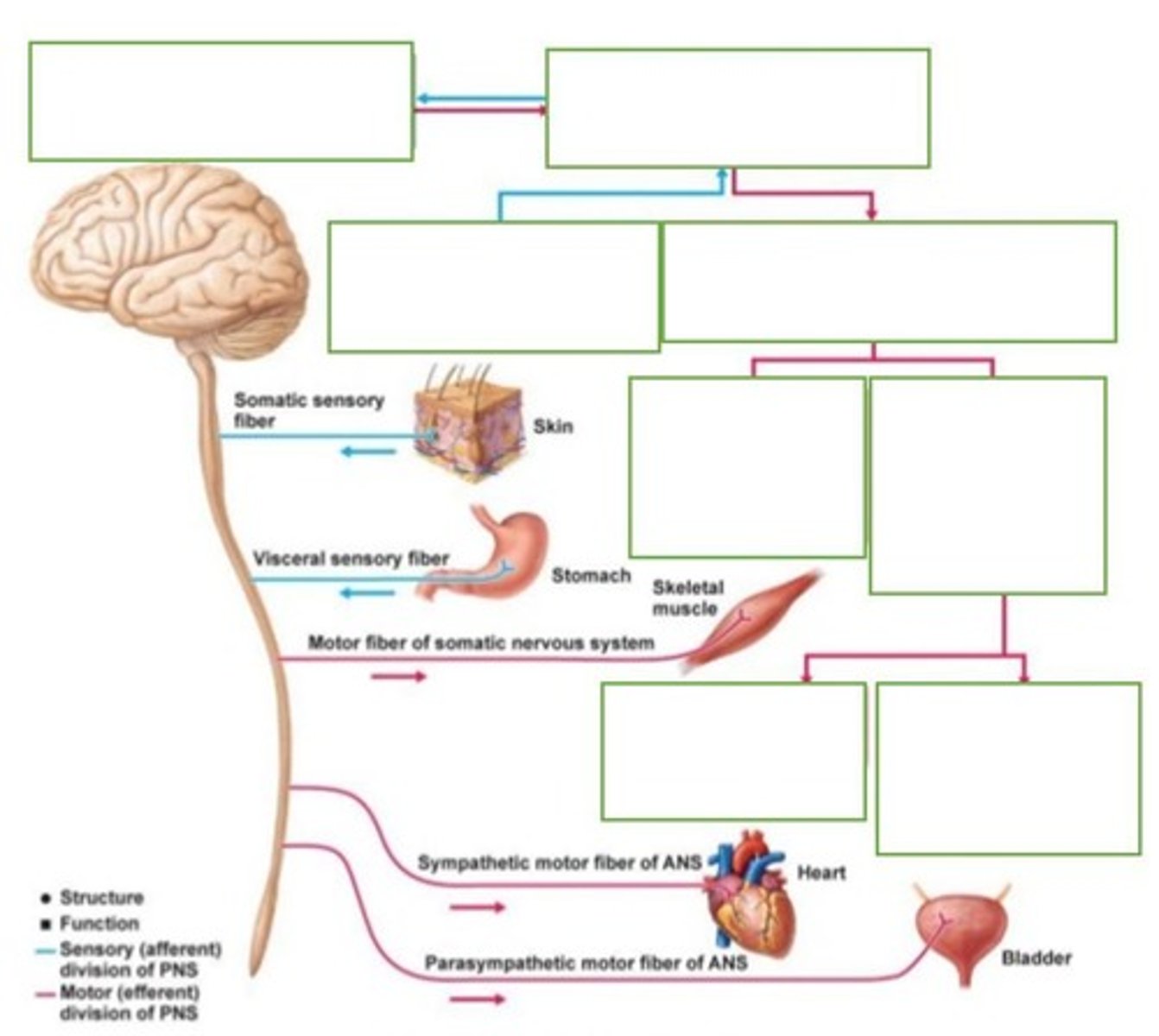 <p>It carries sensory information to the CNS and motor information away from the CNS.</p>