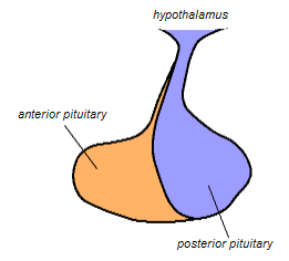 <p>posterior: nervous system tissue</p><p>anterior: gland tissue</p>