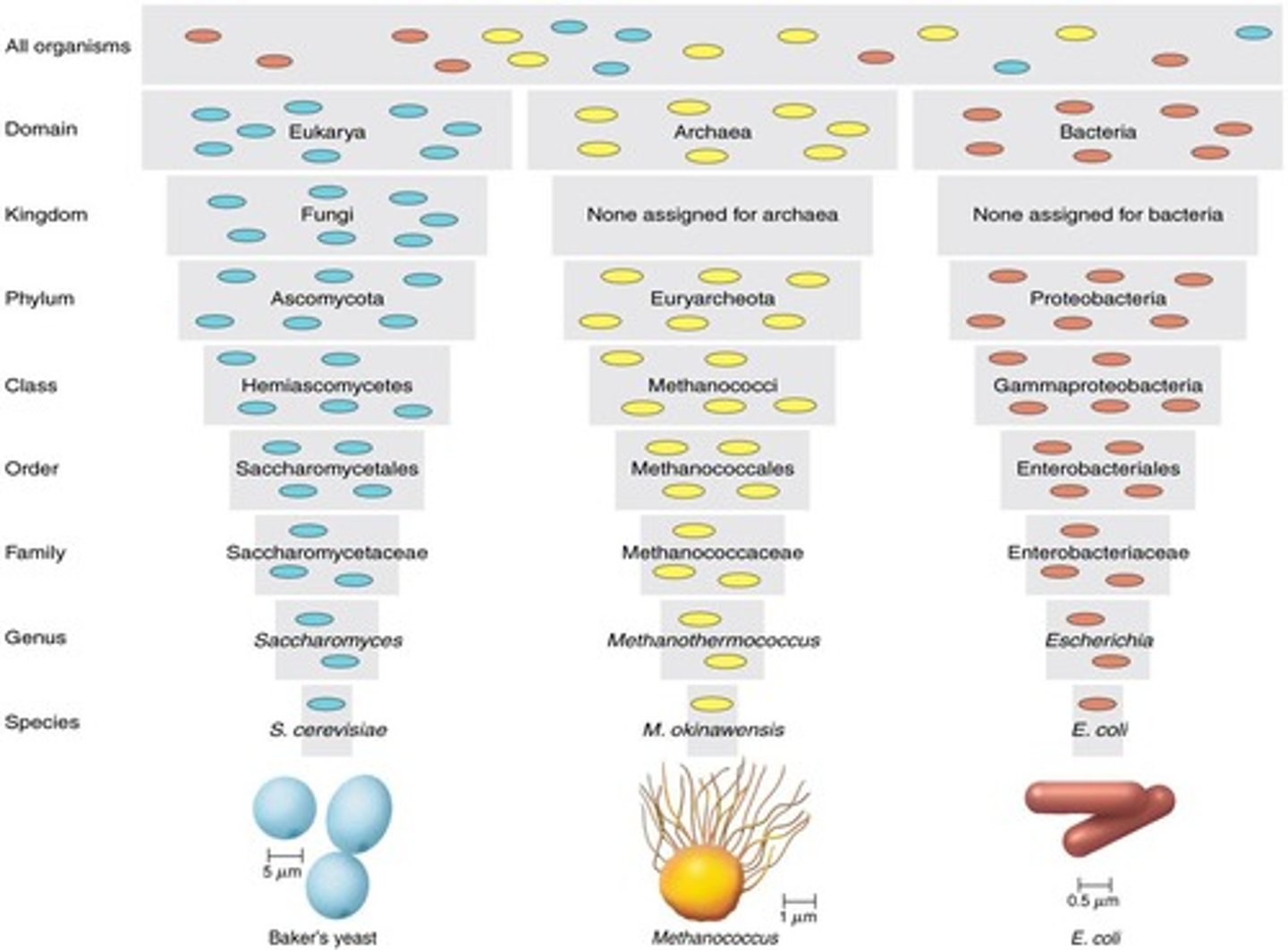 <p>Classification system by Woese based on rRNA sequences. (eukarya, bacteria, archaea)</p>