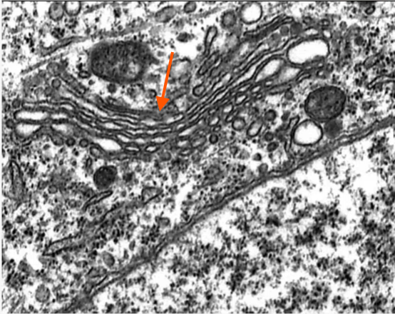<p>Identify the specific structure</p>