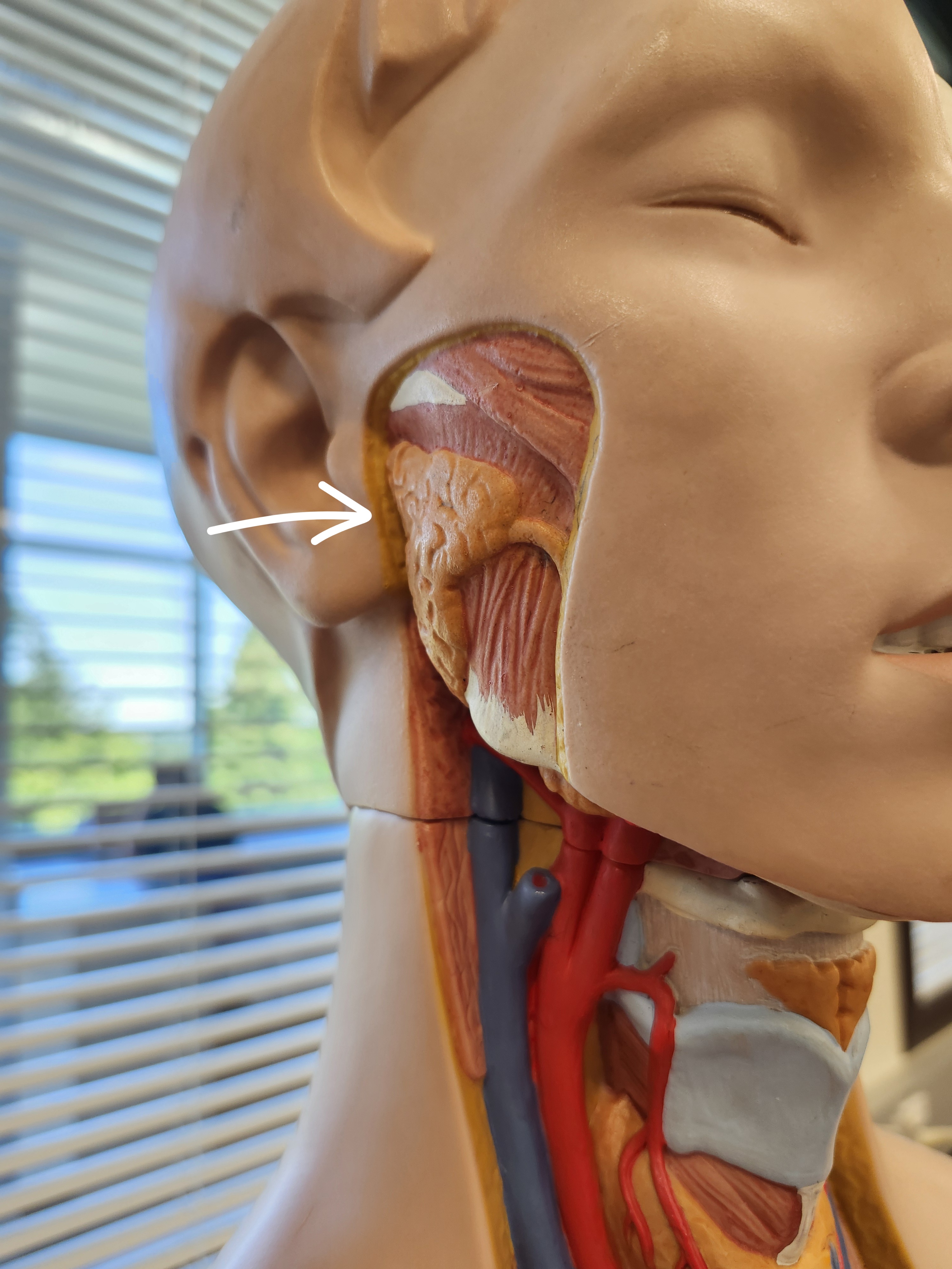 <p>[Tube anterior to gland] Function? </p>