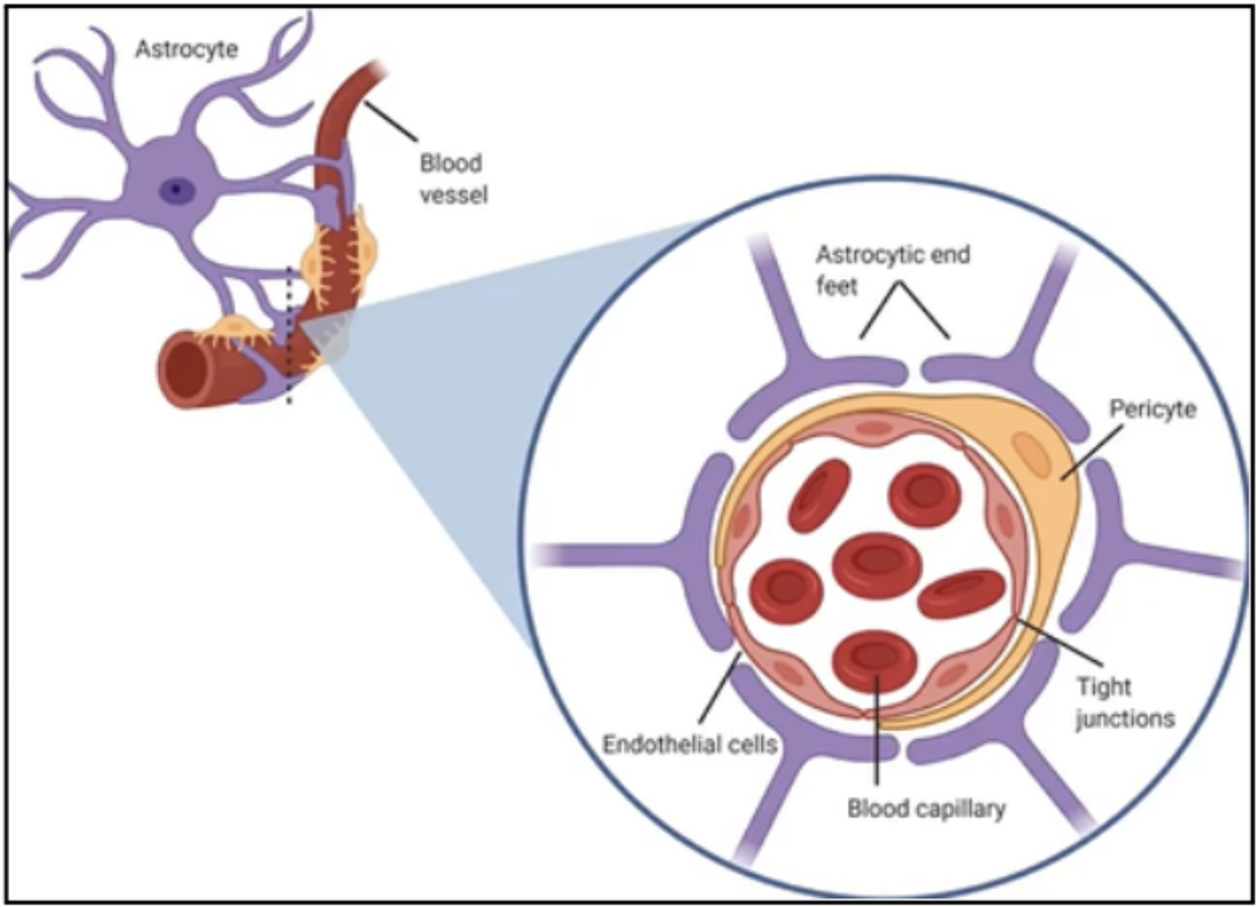 <p>Astrocytes</p>