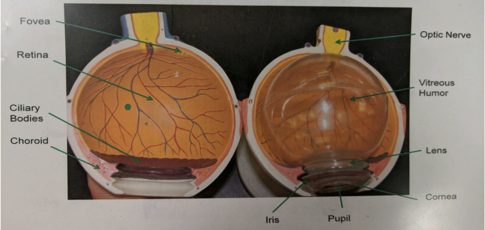 <p>eye</p>