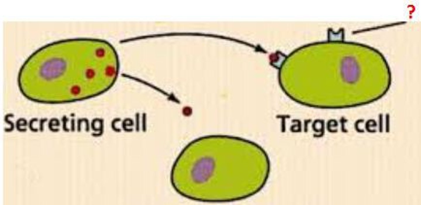 <p>group of cells that responds to specific hormones</p>