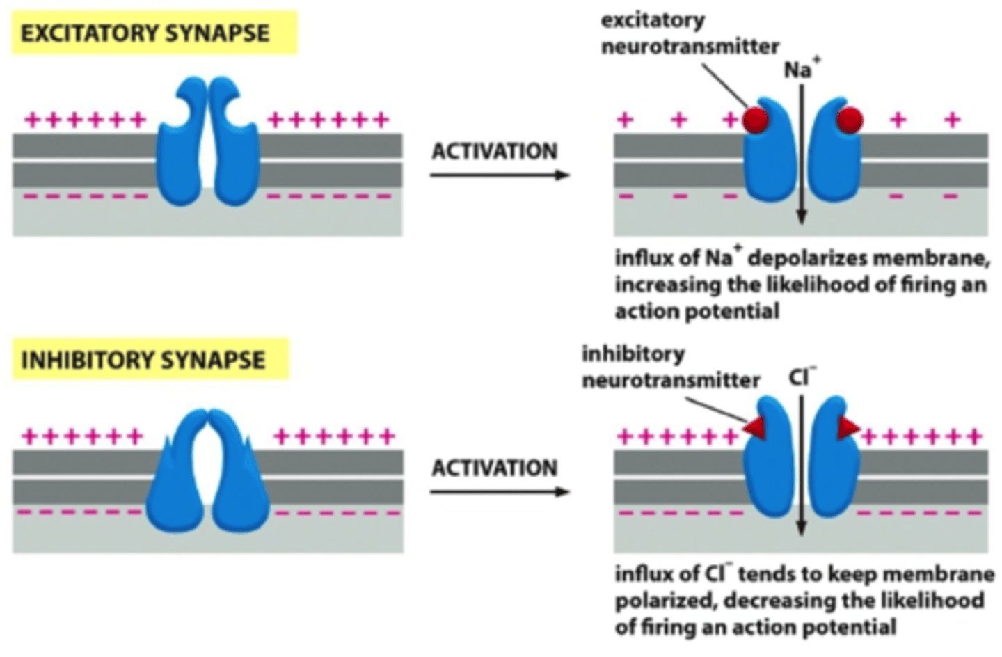 <p>Can cause that neuron to be less likely to initiate an action potential.</p>