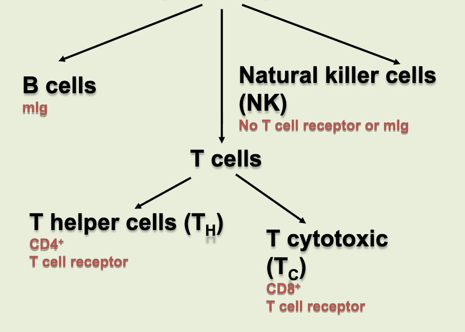 <p>B cells, natural killer cells (NK), T cells (helper &amp; cytotoxic)</p>