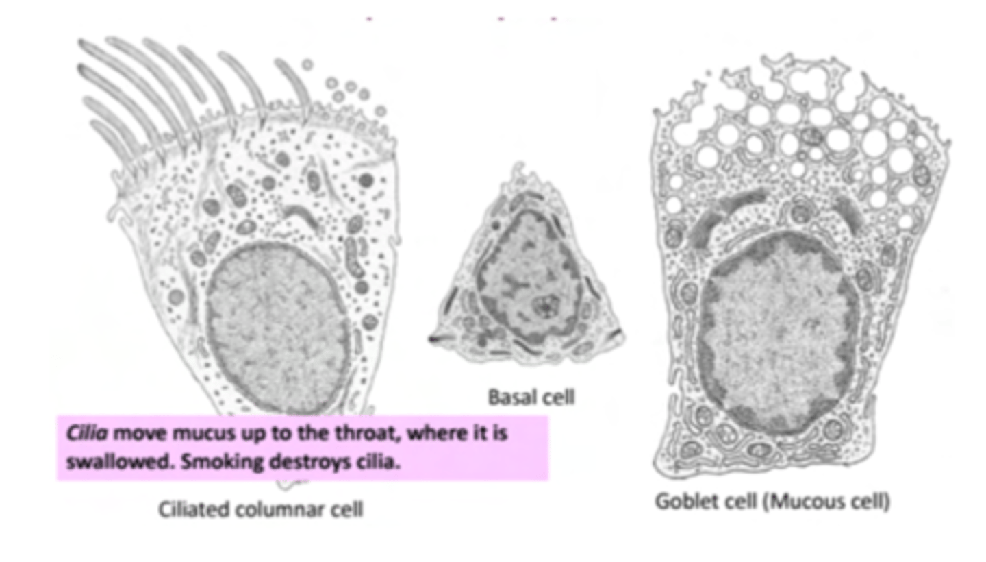 <p>. Ciliated cells: their function is to move mucus to remove</p><p>foreign particles</p><p>.Goblet cells: their function is to secrete mucus</p><p>. Basal cells: involved in the regeneration of upper epithelial</p><p>cell layers</p>