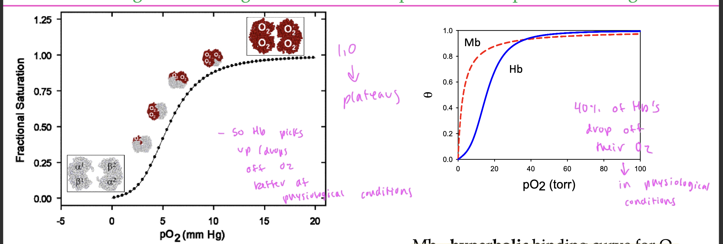 <p>sigmoidal</p><ul><li><p>since it slowly transitions from low to high affinity for the O2</p></li><li><p>so Hb is highly sensitive to changes in oxygen levels</p></li></ul><p></p>