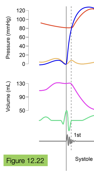 <ul><li><p>no because semilunar valve flows from the LV to the atrial, and at the start of systole, the pressure of the blood is higher in the atrial than in the LV</p></li><li><p>blood does not flow in or out so the blood volume stays the same</p></li></ul><p></p>