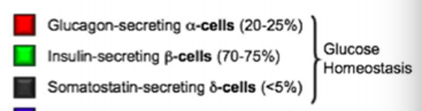 <p>1) Alpha-cells = glucagon-secreting</p><p>2) Beta-cells = Insulin-secreting</p><p>3) Delta-cells = Somatostatin-secreting</p>