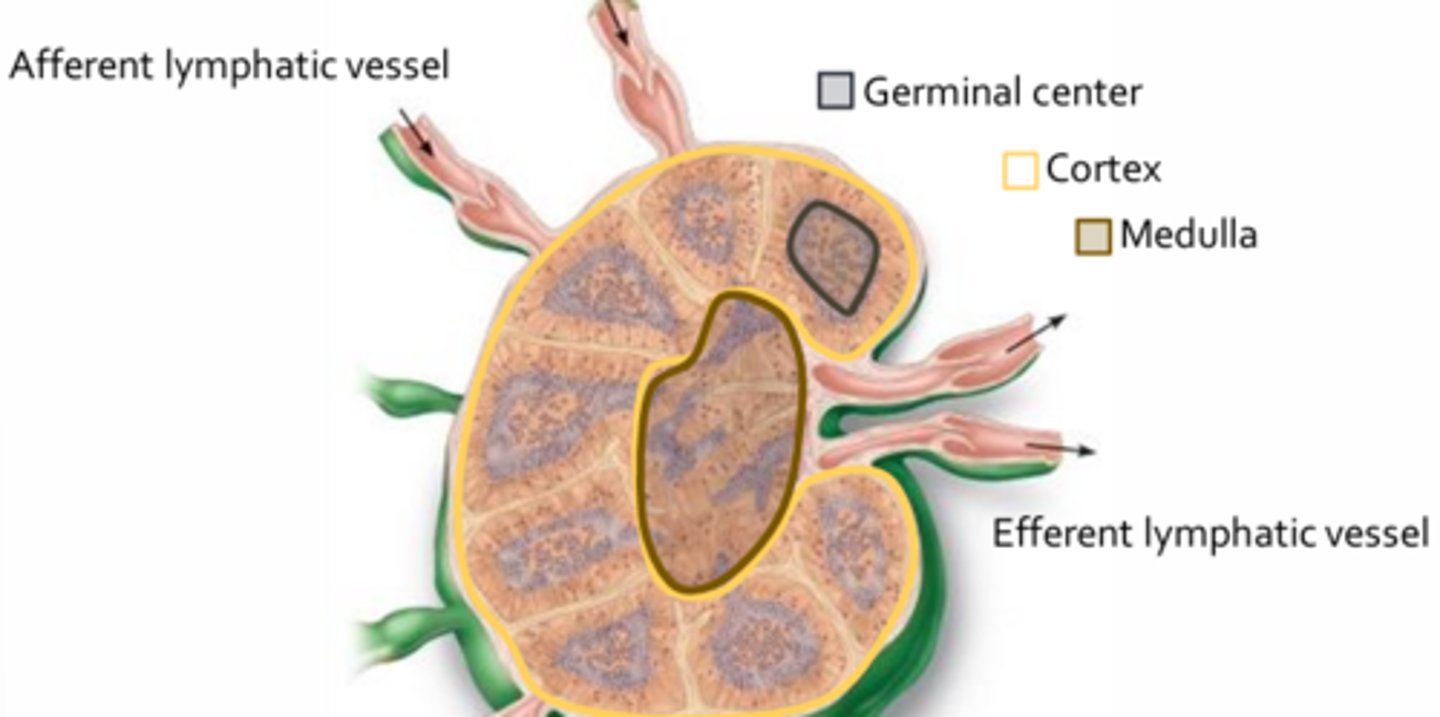 <p>- Provide immune surveillance of lymphatic fluid returning from the tissues </p><p>- During infection, lymph nodes may become swollen and can be detected visually or by palpation </p><p>- Extremely important in initiating and coordinating the adaptive immune response as they facilitate a rapid interaction amongst immune cells and between immune cells and pathogens </p><p>- Lymphatic fluids collected from tissues enter the lymph nodes via several afferent lymphatic vessels and leave by a limited number of efferent vessels </p><p>- Acts to slow the flow of lymph, thereby ensuring that resident T-cells and B-cells have adequate time to interact with incoming pathogens</p><p>- Contain macrophages and dendritic cells that have migrated from infected tissues (where innate and adaptive immune systems interact)</p><p>- Lymph nodes may contain actively proliferating B-cells, which are largely found within the germinal centers of the cortex</p><p>- These B-cells will differentiate into antibody-secreting plasma cells and migrate to the medulla or enter body tissues where they carry out their immune functions </p>
