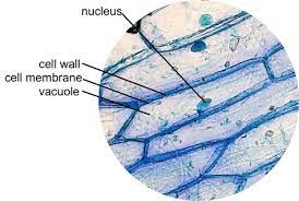 Allium cepa L.