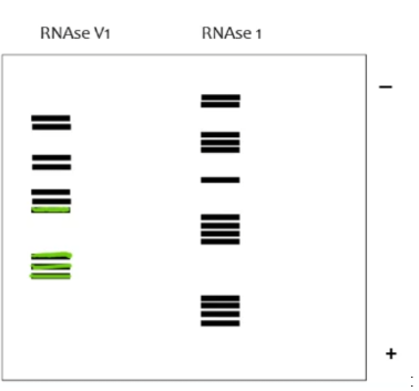 <p>On this RNAse digestion assay gel, label which areas of the RNA are ssRNA and which are dsRNA (RNAseV1 targets dsRNA while RNAse1 targets ssRNA)</p>