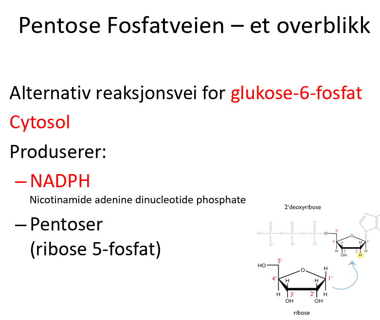 <p>Produsere NADPH og pentoser (ribose-5-fosfat), er en alternativ vei for glukose 6 fosfat </p><ul><li><p>NADPH har mye energi og brukes til fettsyresyntese og steroidesyntese</p></li></ul><p></p>