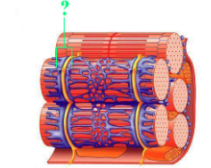 <p><span>Identify the indicated structure.</span></p>