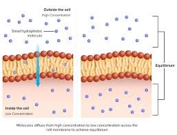 <p>The rate of diffusion can be influenced by a number of factors, Including:</p>