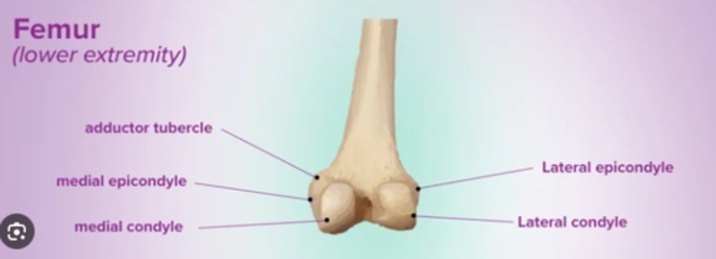 <p>smooth, articulating surface that forms the distal and posterior sides of the lateral expansion of the distal femur</p>