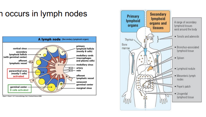<ul><li><p>APCs express both MHC class I and MHC class II proteins so bind to and <strong><em>activate both CD4 Th and CD8 Tc lymphocytes.</em></strong></p></li><li><p><em>activation occurs in the lymph nodes →</em><strong><em> the number of APCs is very high - maximises the chances </em></strong><em>that the T cell that has the right combination of MHC and peptide so that the T cell can be </em><strong><em>activated </em></strong></p></li><li><p><mark data-color="#defdff" style="background-color: rgb(222, 253, 255); color: inherit;">cells that respond to an intracellular infection display the protein via MHC class 1 - these are not considered professional APCs </mark></p></li><li><p><mark data-color="#defdff" style="background-color: rgb(222, 253, 255); color: inherit;">since professional APCs are nucleated, they express both MHC class 1 and 2</mark> </p></li></ul><p></p>