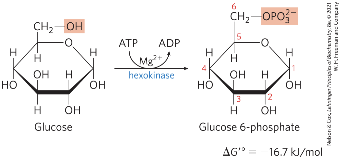 <p><strong><u>hexokinase</u></strong> activates glucose by phosphorylating at C-6 to yield glucose 6-phosphate</p><ul><li><p>ATP serves as the phosphoryl donor</p></li><li><p><strong>hexokinase</strong> requires Mg2+ for its activity</p></li><li><p><strong>irreversible</strong> under intracellular conditions</p></li></ul><p></p>