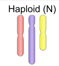 <p>Haploid</p>