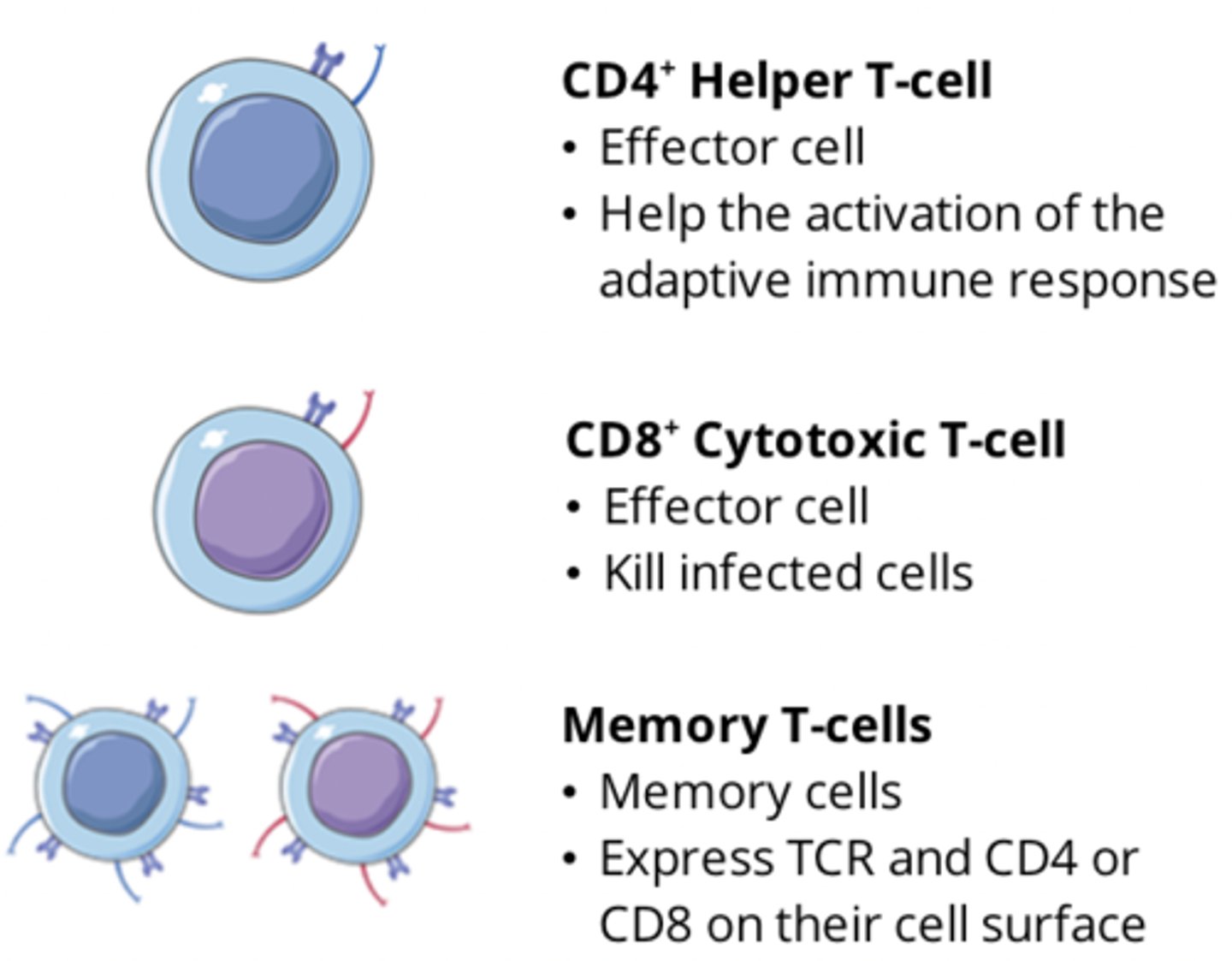 <p>Cytotoxic T cells</p><p>Helper T cells</p><p>Regulatory T cells</p>