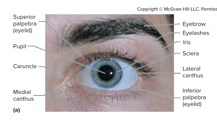 <ul><li><p><span><span>With eyelashes protect eyes from foreign objects by blinking</span></span></p></li><li><p><span><span>Blinking helps lubricate the eye by spreading tears</span></span></p></li><li><p><span><span>Regulates amount of light entering the eye</span></span></p></li><li><p><span><strong><span>Palpebral fissure </span></strong><span>– space between eyelids</span></span></p></li><li><p><span><strong><span>Canthi</span></strong><span> – angles where the superior and inferior eyelids meet (medial and lateral)</span></span></p></li><li><p><span><strong><span>Caruncle</span></strong><span> – small reddish/pink mound in the medial canthus, houses modified sebaceous and sweat glands</span></span></p></li><li><p><span><strong><span>Eyelashes</span></strong><span> – 2-3 rows of hairs at the free edges of the eyelids</span></span></p></li><li><p><span><strong><span>Ciliary glands </span></strong><span>– modified sweat glands that lubricate the eyelashes</span></span></p><ul><li><p><span><strong><span>Sty</span></strong><span> – inflammation of the ciliary glands</span></span></p></li></ul></li><li><p><span><strong><span>Meibomian (tarsal) glands </span></strong><span>– sebaceous glands near the inner margins of the eyelid that secrete sebum to lubricate the lids</span></span></p><ul><li><p><span><strong><span>Chalazion</span></strong><span> – infection or blockage of the meibomian gland</span></span></p></li></ul></li></ul><p></p>