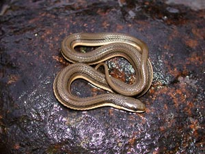 <p>Family: Colubridae</p><p>Latin: Regina septemvittata</p><p>Queensnake</p>