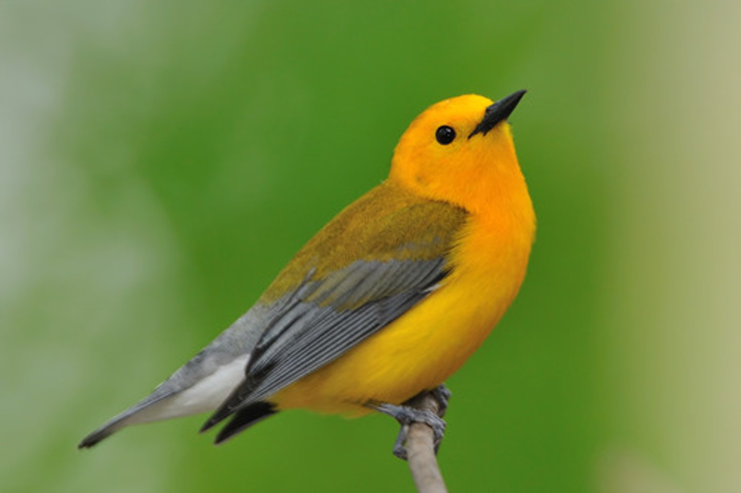 <p>Wooded swamps</p>