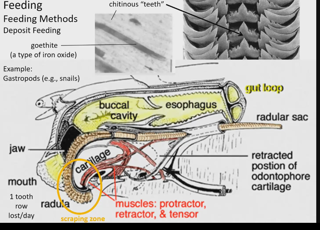 <ul><li><p>Made of chitin and mineral deposits embedded (goethite: a type of iron oxide that makes the tooth really strong)</p></li><li><p>No enamel and dendrite</p></li><li><p>Shape of not true teeth used to be the way that snails were classified. Until research showed that shapes of teeth can change within snail group based off diet</p><ul><li><p>Raudla is always loosing teeth because of the scrapping of surfaces</p></li><li><p>The scraping zone communicates to radula sac the kind of food it’s eating so that new growth of teeth re the right shape. This shape is changing based off diet</p></li></ul></li></ul><p></p>