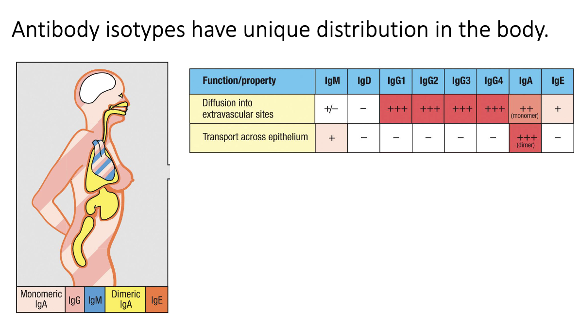 <ul><li><p class="isSelectedEnd"><strong><span>Dimeric IgA</span></strong><span> → mucosal surfaces (gut, lung, urogenital tract).</span></p></li><li><p class="isSelectedEnd"><strong><span>IgE</span></strong><span> → bound to mast cells/skin.</span></p></li><li><p class="isSelectedEnd"><strong><span>IgG &amp; monomeric IgA</span></strong><span> → systemic circulation.</span></p></li><li><p><span>Brain/CNS normally </span><strong><span>antibody-free</span></strong><span> → antibodies here indicate pathology.</span></p><ul><li><p>Ex: MS results from antibodies in brain/CNS.</p></li></ul></li></ul><p></p>