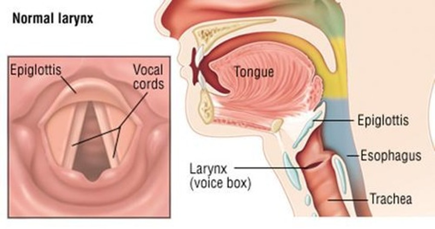 <p>The voice box that leads to the trachea and contains vocal cords.</p>
