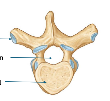 <p>middle arrow </p>