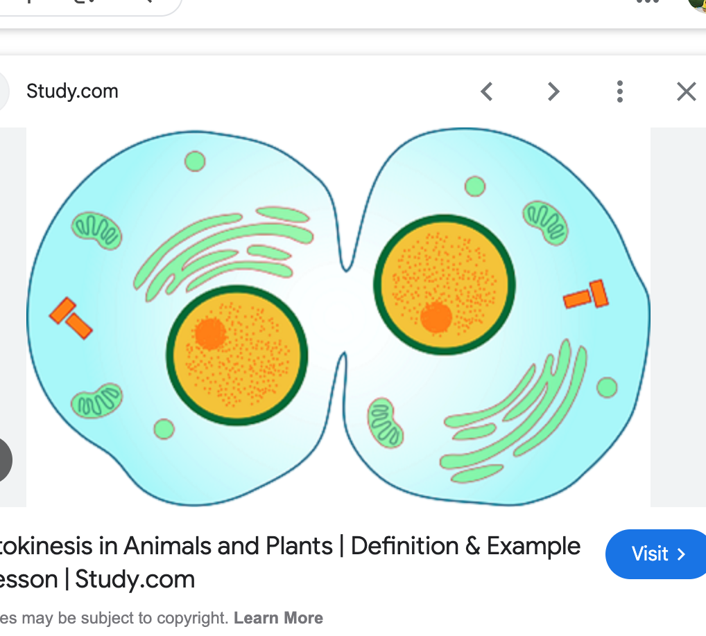 <p>cytokenesis in animal cells</p>