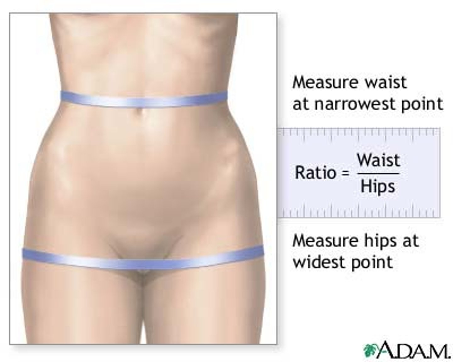 <p>waist circumference divided by hip circumference; reflects fat distribution, not underlying pelvic anatomy</p>