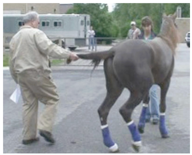<p>Test of posture during neurological exam</p><ul><li><p><span style="background-color: transparent; font-family: "Times New Roman", serif;"><span>pelvic limb weakness</span></span></p><ul><li><p><span style="background-color: transparent; font-family: "Times New Roman", serif;"><span>Should be able to readjust back</span></span></p></li></ul></li></ul><p></p>