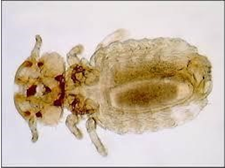 <p>What type of animal does Trichodectes canis primarily infest?</p>