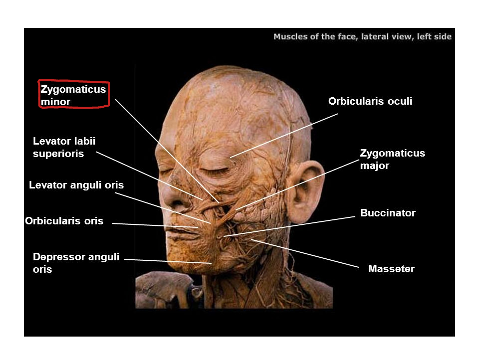 What is the origin for Zygomaticus Minor?