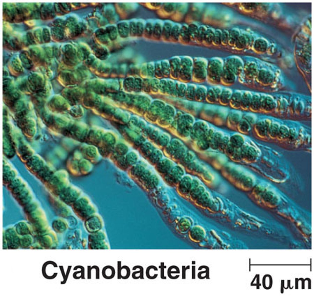 <p>cyanobacteria</p>