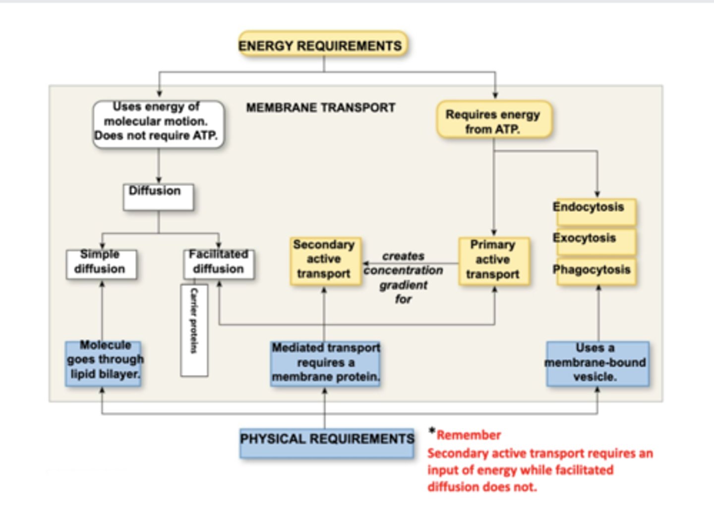 <p>What are the three transport mechanisms of active transport? </p>