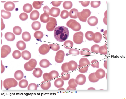 <p>Small, membrane-enclosed cell fragments </p><ul><li><p><strong>No nucleus</strong></p></li><li><p><strong>Break off of megakaryocytes</strong> in red marrow</p></li><li><p>Important role in <strong>blood clotting</strong></p></li><li><p>Normally <strong>150,000 to 400,000</strong> per cubic millimeter blood</p></li><li><p><strong>30%</strong> stored in <strong>spleen</strong></p></li><li><p>Circulate for <strong>8 to 10 days</strong>; then <strong>broken down and recycled</strong></p></li></ul><p></p>