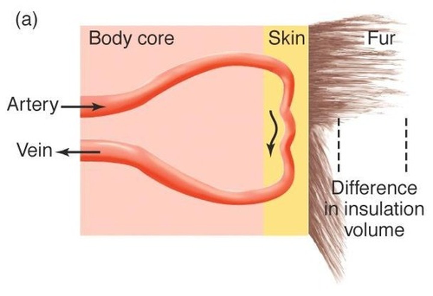 <p>The use of countercurrent heat exchange to maintain different temperatures in different parts of the body.</p>
