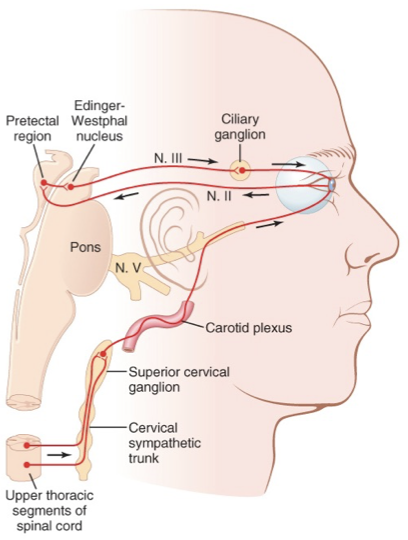 <p><span><strong>Parasympathetic innervation</strong></span></p><p><span>Function:</span></p><p><span>•Pupil constriction</span></p><p><span>•Focus lens</span></p><p></p>