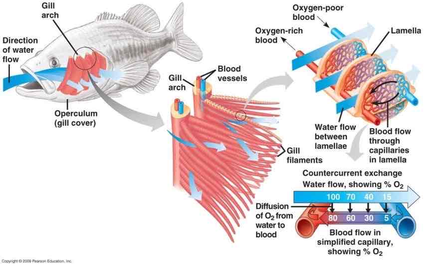 <p>Covered by the operculum which contains 4 gills supported by bony gill arches, each gill has many feathery gill filaments which each have many gill lamellae</p>
