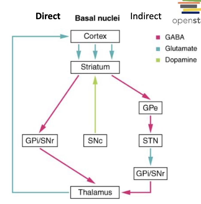 <p><strong>basal ganglia</strong></p><ul><li><p>______ facilitates appropriate motor programs</p></li><li><p>______ inhibits competing motor programs</p></li></ul><p></p>