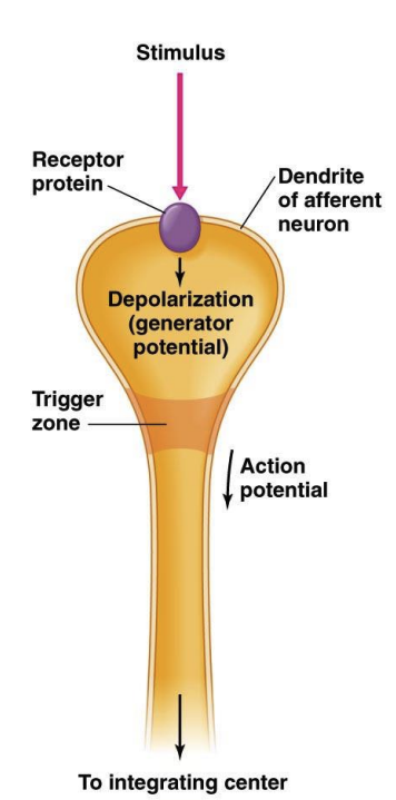 <p>Type of afferent neuron that carries the electrical signal generated by sensory receptors to the CNS. </p><p>Receives input from sensory receptor cells and transmits the information via action potentials to CNS</p>
