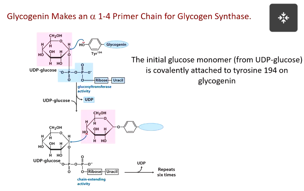 <p>primer made by glycogenin</p>